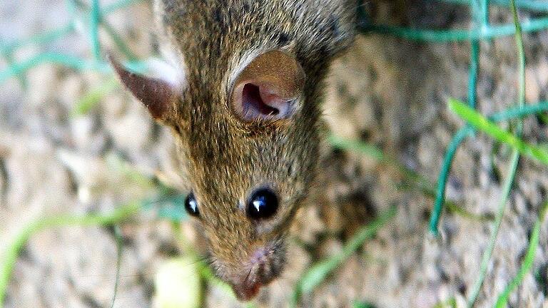 Eine Ratte zwängt sich durch einen Maschendrahtzaun. Die Vermehrung der Nager ist laut Allianz-Sprecher Jürgen Heusinger im Grabfeld „noch kein Riesenproblem“.