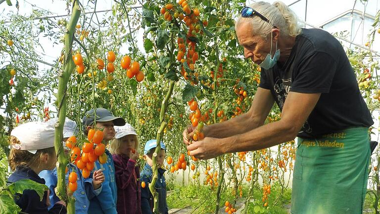 Die Kinder beim Probieren der verschiedenen Tomaten im Gewächshaus von Norbert Jeßberger. Die Kinder beim Probieren der verschiedenen Tomaten im Gewächshaus von Norbert Jeßberger.