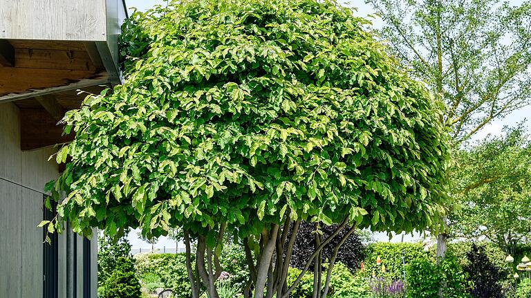 Der Eisenholzbaum gehört mit seinem platanenartigen Stamm, der ausladenden Krone und der leuchtenden Laubfärbung zu den schönsten Herbstgehölzen. Der Eisenholzbaum gehört mit seinem platanenartigen Stamm, der ausladenden Krone und der leuchtenden Laubfärbung zu den schönsten Herbstgehölzen.