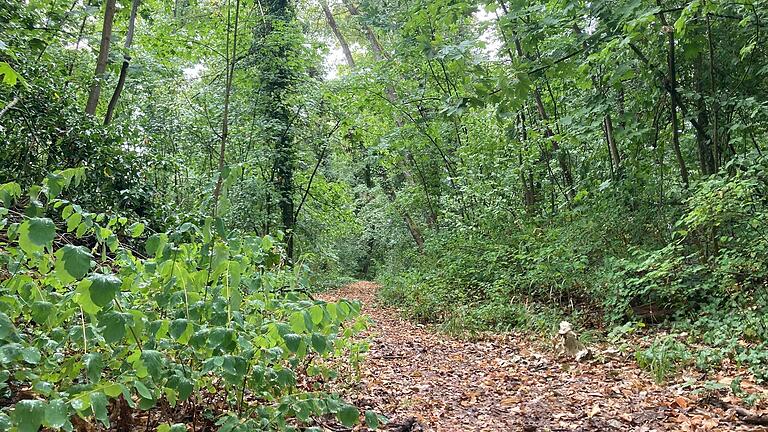 Ein Stück echte Natur, um der Hektik der Stadt zu entfliehen: die oberen Anlagen.