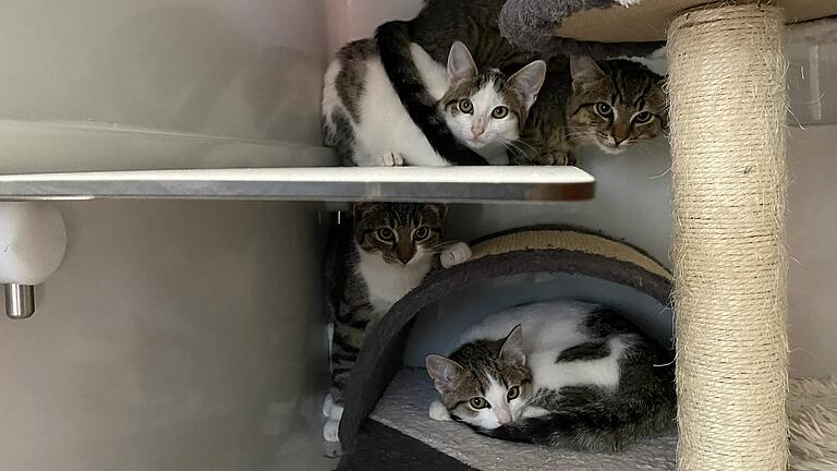 Die Katzenstation im Münnerstädter Tierheim stößt an die Grenzen ihrer Aufnahmemöglichkeiten.