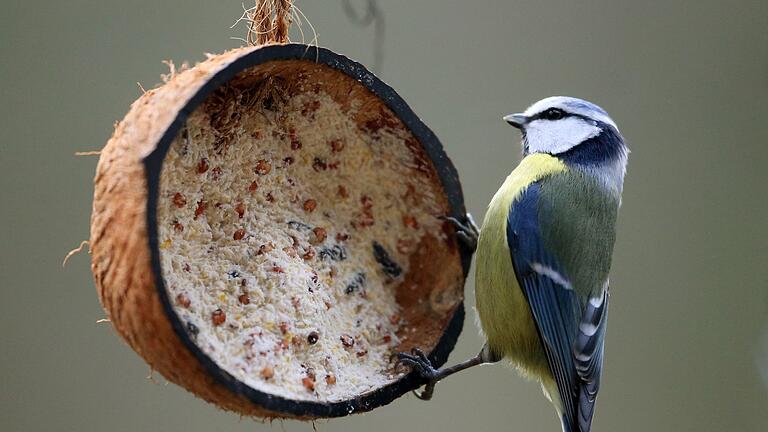 Meisen an einer mit Vogelfutter gefüllten Kokosnuss       -  Futterknappheit: Meisen gehören zu den Vögeln, die im Winter hier bleiben und bei der Nahrungssuche unsere Hilfe brauchen.