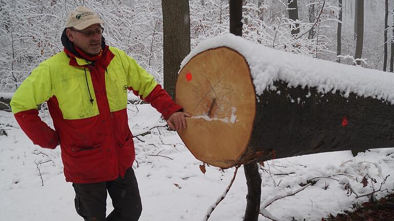 Holz aus dem Steigerwald: Daniel Steuer, stellvertretender Leiter des Forstbetriebs Ebrach, zeigt, was einen guten Buchenstamm ausmacht. Holz aus dem Steigerwald: Daniel Steuer, stellvertretender Leiter des Forstbetriebs Ebrach, zeigt, was einen guten Buchenstamm ausmacht.