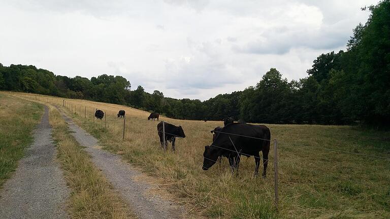 Im Sommer grasen die Wagyus auf der Weide. - Im Sommer grasen die Wagyus auf der Weide. Im Sommer grasen die Wagyus auf der Weide. - Im Sommer grasen die Wagyus auf der Weide.