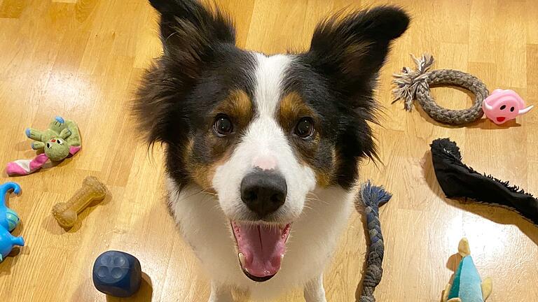 Border Collie 'Whisky'       -  Boder Collies wie Whisky gelten als besonders lerneifrig und gelehrig.