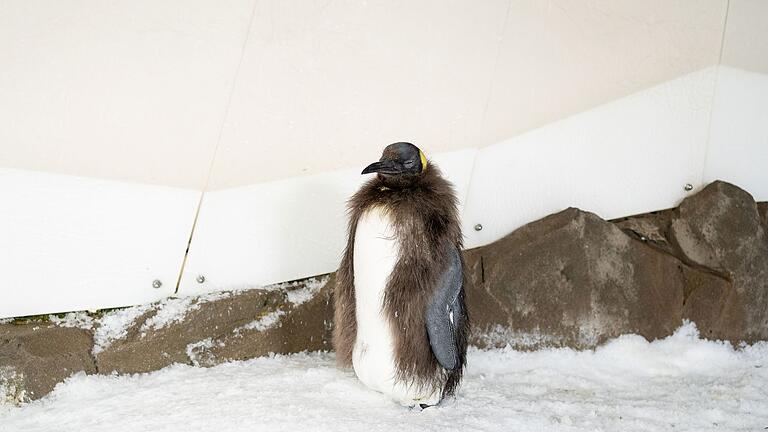 Pinguin-Küken Pesto - Pesto trägt schon bald sein neues Federkleid. Pinguin-Küken Pesto - Pesto trägt schon bald sein neues Federkleid.