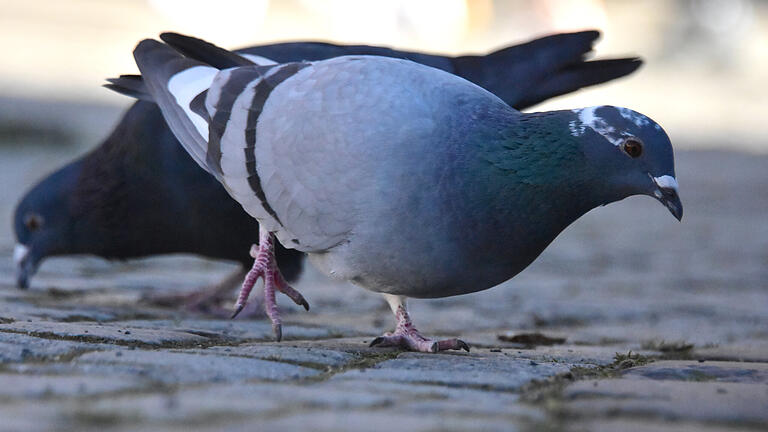 Tauben (Symbolfoto)