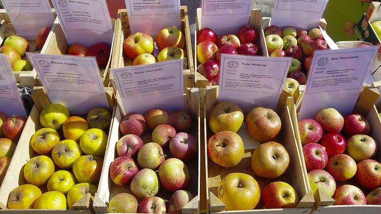 In Ebern im Landkreis Haßberge geht's rund mit Äpfeln: Beim großen Apfelfest kann man sich durch die Sorten probieren und Saft pressen lassen. In Ebern im Landkreis Haßberge geht's rund mit Äpfeln: Beim großen Apfelfest kann man sich durch die Sorten probieren und Saft pressen lassen.