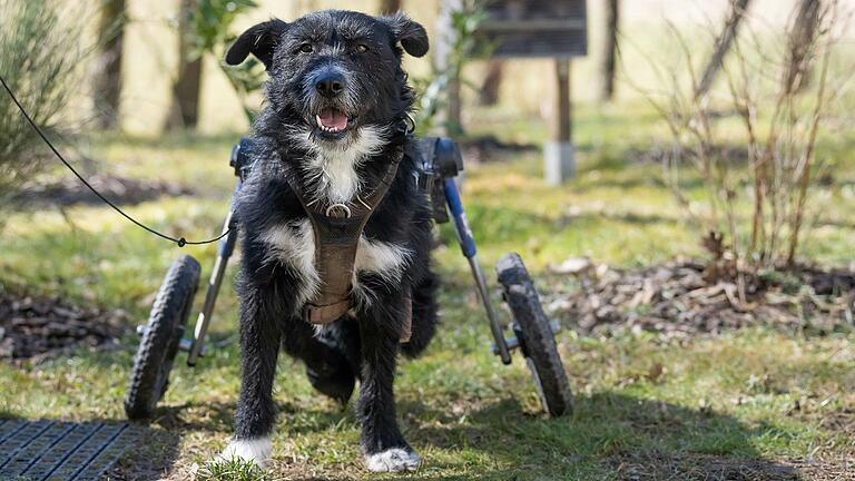 Smutje lebt seit Juli 2023 im Tierheim und sucht ein neues Frauchen oder Herrchen - doch nicht aus Mitleid. Smutje lebt seit Juli 2023 im Tierheim und sucht ein neues Frauchen oder Herrchen - doch nicht aus Mitleid. 