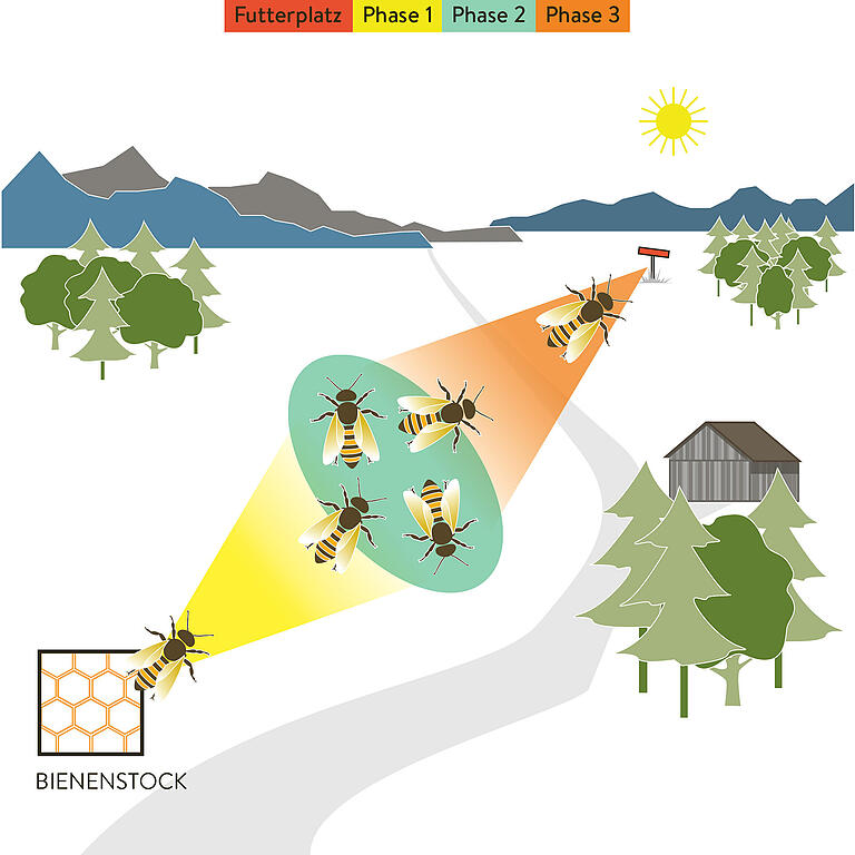 Das Modell von Jürgen Tautz: Bienen, die einen für sie neuen, weiter entfernten Futterplatz anfliegen, den eine andere Biene im Tanz beworben hat, durchlaufen drei Phasen bis zum Ziel: 1. Sie schlagen eine Richtung ein, dabei folgen sie der Information aus dem Tanz (gelber Sektor) und orientieren sich dabei an der Sonne. 2. Sie erreichen ein Suchareal (grüner Sektor). 3. Sie treffen auf die zielführenden Reize, den Duft von Blüten und die Signale der Tänzerinnen, die die Kommunikation im Feld fortsetzen (orangefarbener Sektor).