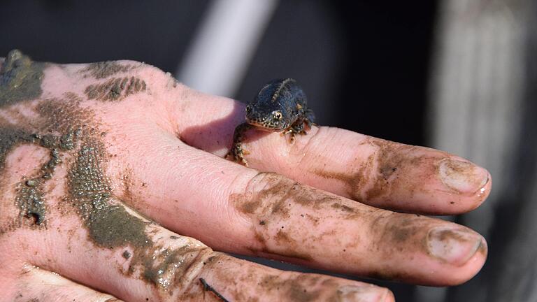 Hand in Hand für die Rettung der Geburtshelferkröte: Bei einem Großeinsatz an der ehemaligen Panzerwaschstraße bei Oberstreu wurde ein wichtiges Biotop für Amphibien gesäubert und von Fressfeinden befreit.