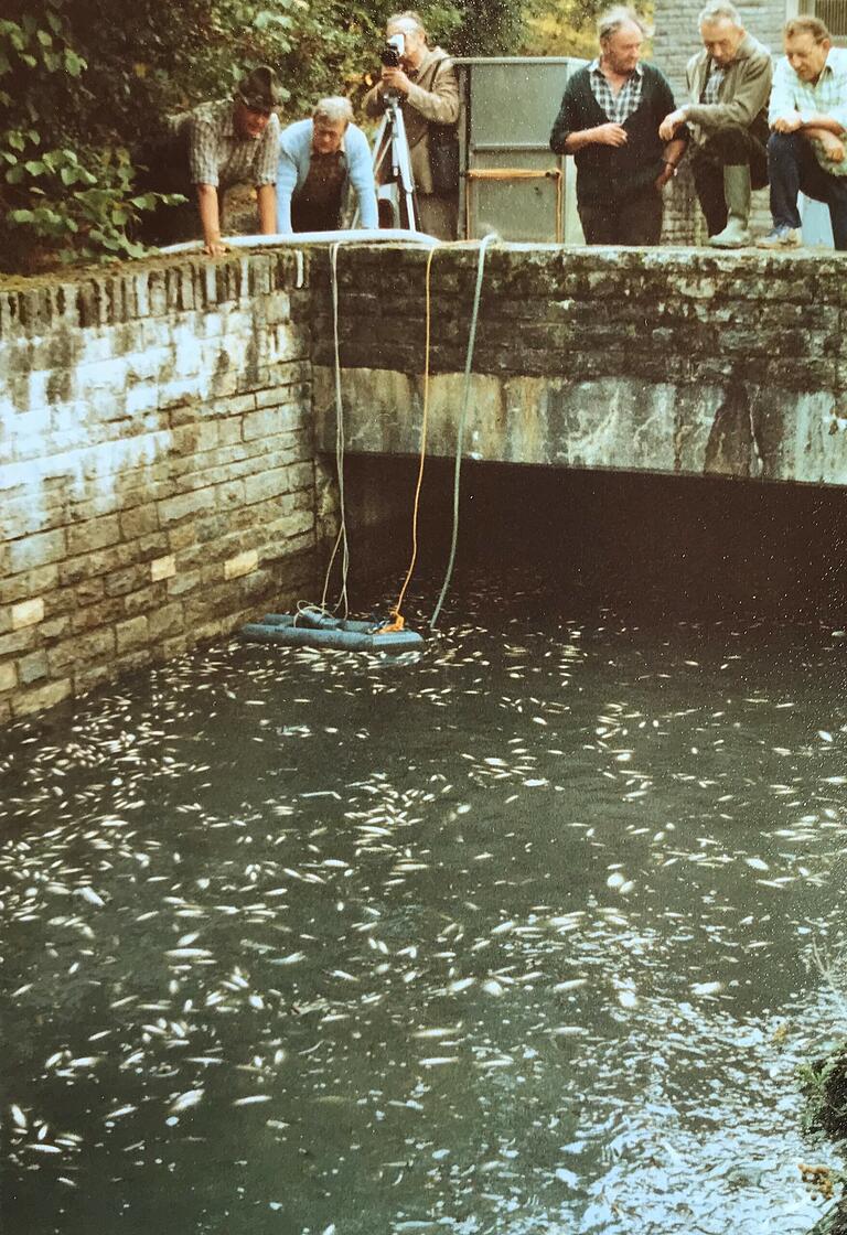 1983: Es wimmelte nur so von Fischen im Sauerquellenbach. Massenweise wurden sie beim Ablassen des Wassers durch den Seeabfluss hinausgespült.