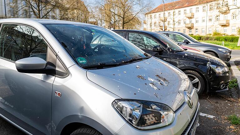 Im Frühjahr sind am Wittelsbacherplatz geparkte Autos mit Krähenkot beschmutzt.