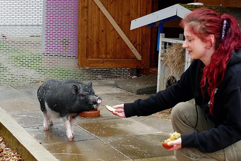 Das Zwergschweinchen Henry ist noch sehr scheu und muss lernen, die Nähe von Menschen zu akzeptieren.