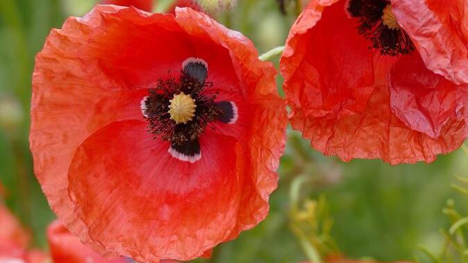 Rote Farbtupfer bei Atzhausen: Mohnblumen im Mai 2015.