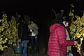 Im Schein von Taschenlampen ernten Helfer im Weinberg von Garnik Harunyan in der Nähe der Vollburg bei Prüßberg in der jüngsten Vollmondnacht Wein. Die so geernteten Trauben sollen ein besonders intensives Aroma haben.
