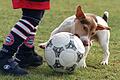 Hunde auf dem Fußballplatz? Bei Spielen eher selten, aber kommt schon mal vor. Kuriose Gründe für Spielunterbrechungen oder -abbrüche gibt es auch andere genug.&nbsp;
