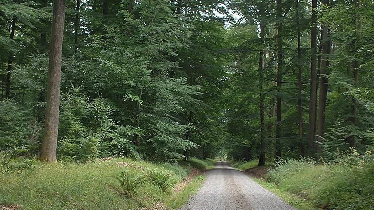 Weitgehend schnurstracks bergab, rund 250 Höhenmeter auf knapp Kilometer: So führt der Waldweg vom Bischborner Hof aus hinunter ins Hafenlohrtal nach Erlenfurt.