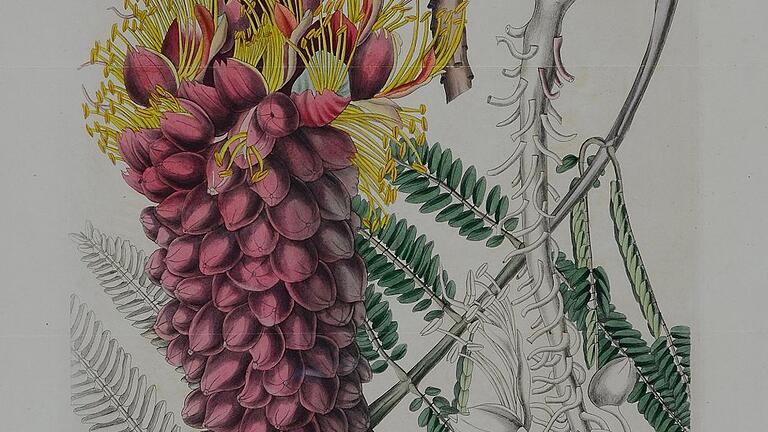 Korallenregen (Colvillea racemosa) ist der Titel dieses alt- und teilaquarellierten Kupferstichs nach Prof. Wenceslas Bojer, Mauritius (aus: Curtis? Botanical Magazine, Bd. 61, Abb. 3325, Glazenwood 1834), der in der neuen Sonderausstellung im Museum Georg Schäfer zu sehen ist.