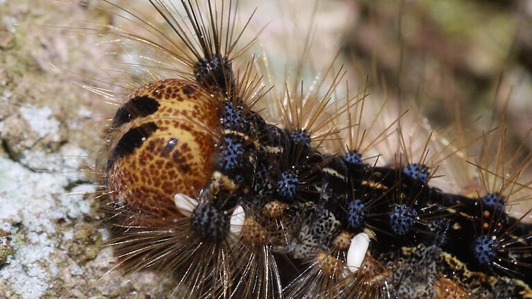 Schwammspinnerraupe befallen mit Igelfliegeneiern. Stadtförster Axel Maunz war mit dem Fachmann Oskar Jungklaus vom Bund Naturschutz (BN) in Arnshausen unterwegs, um zu schauen, wie .Oskar Jungklaus       -  Schwammspinnerraupe befallen mit Igelfliegeneiern. Stadtförster Axel Maunz war mit dem Fachmann Oskar Jungklaus vom Bund Naturschutz (BN) in Arnshausen unterwegs, um zu schauen, wie .Oskar Jungklaus