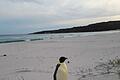 Kaiserpinguin strandet in Australien       -  Einsam und etwas überrascht fand sich der Kaiserpinguin plötzlich in Australien wieder.
