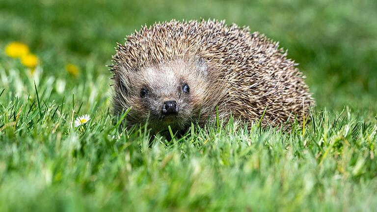 Der Igel zählt zu den natürlichen Feinden der Nacktschnecke. Der Igel zählt zu den natürlichen Feinden der Nacktschnecke.