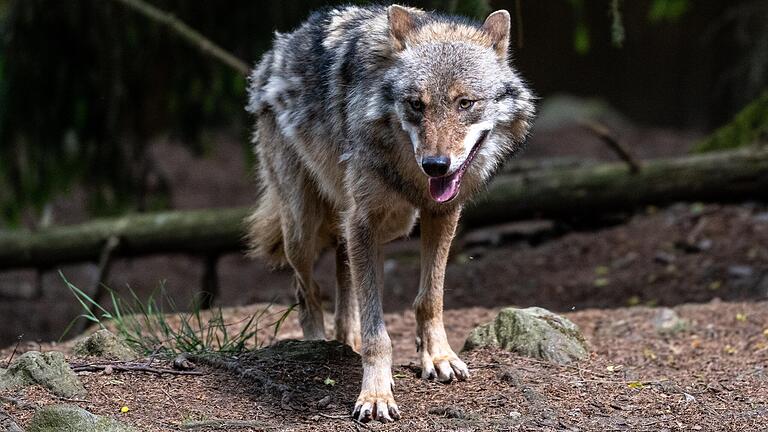 Ist derzeit ein Wolf in der Gegend um Hohenroth unterwegs? Einen Beweis dafür gibt es nicht, aber mehrere Zeugen wollen entsprechende Beobachtungen gemacht haben. Das Symbolbild zeigt ein Tier im Bayerischen Wald.