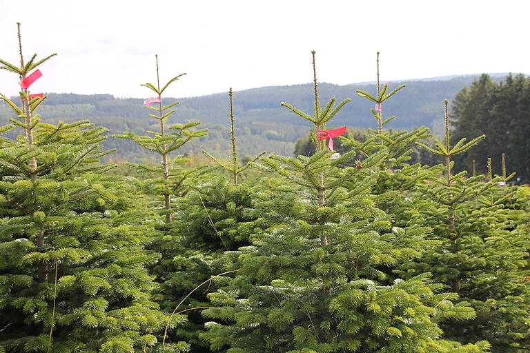 Diese Christbäume will Günther Marx diesen Herbst schlagen.