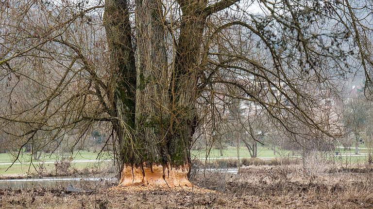 Biberfamilie nagt sich durch den Luitpoldpark in Bad Kissingen       -  Diese stattliche Weide am Saale-Mäander des Luitpoldparks ist ein Opfer des Bibers geworden. Selbst ein angebrachtes Schutzgitter erwies sich als wirkungslos.