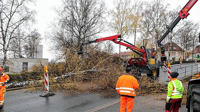 Das Ende der Birken: Während die gefällten Bäume auf der Straße zersägt und die Kronen geschreddert werden, muss die Ringstraße immer wieder für den gesamten Verkehr gesperrt werden.