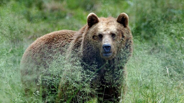 Erneut ein Bär im Trentino: In Arco, ein kleiner Ort am Nordufer des Gardasees, lief am Dienstag ein Bär durch die Straßen.  Foto:       -  Rumänien erlaubt den Abschuss von rund 500 Braunbären bis Mai 2024.