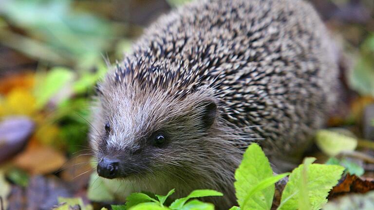 Damit Igel Winterschlaf halten können, benötigen sie einen guten Rückzugsort, beispielsweise einen Laubhaufen.