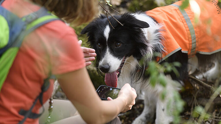 Lindelbach: Hund schnüffelt nach Amphibien       -  Die Biologin Dr. Annegret Grimm-Seyfarth spürt am Dienstag (22.09.20) mit ihrem Hund Zammy im Steinbruch bei Lindelbach Kammmolche auf. Durch die Trockenheit in den letzten Jahren sind die Amphibien in Not geraten. Der Landschaftspflegeverband des Landkreises Würzburg versucht, vorhandene Lebensräume der bedrohten Tiere zu verbessern und neue Lebensräume zu schaffen.