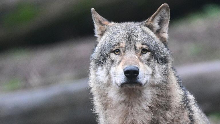 Wolf       -  In Bayern gibt es landesweit noch immer nur wenige Wölfe. Dennoch sorgt der Umgang mit den Tieren seit Jahren für viele hoch emotionale Debatten. (Symbolbild)