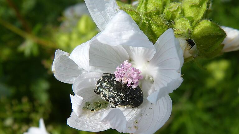 Den Trauer-Rosenkäfer (Oxythyrea funesta) erkennt man an seinem glänzend schwarzen Körper, seiner weißen Behaarung und den auf dem ganzen Körper verteilten weißen Punkten.