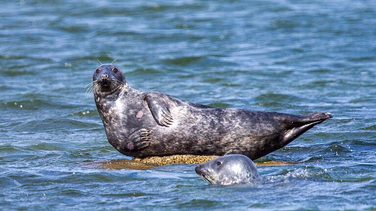 Kegelrobben in Ostsee       -  Vor der Ostküste Rügens wurden ungewöhnlich viele tote Kegelrobben entdeckt. Die Todesursache wird untersucht.