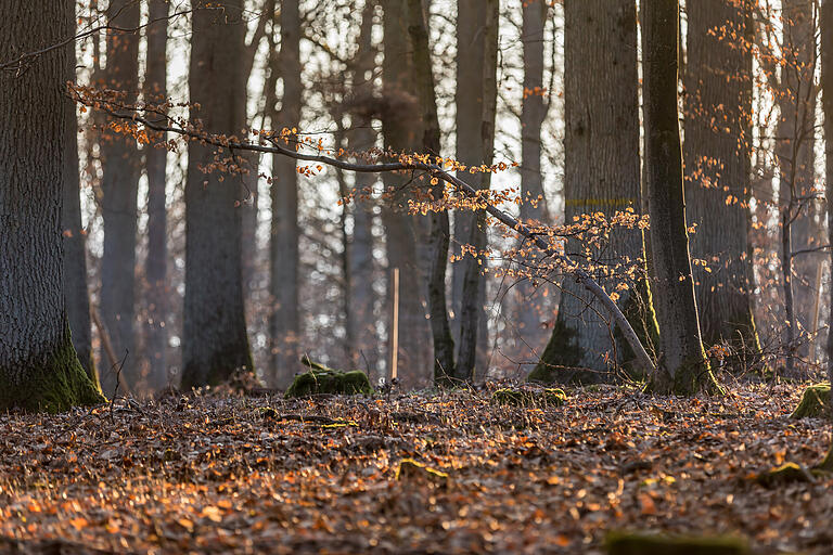 Auf dem Rückweg führt die Wanderung durch den Hain-Wald, der ursprünglich im Besitz der Reichstadt Schweinfurt war, die daraus ihren Bedarf an Brennholz und Bauholz deckte.