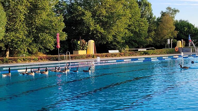 Die Kanadagänse bevölkern das Becken im Freibad Kitzingen.&nbsp;