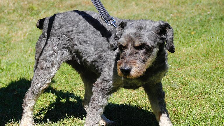 Schwer vermittelbare Hunde im Tierheim Wanningsmühle - Milo hat es faustdick hinter den Ohren. Schwer vermittelbare Hunde im Tierheim Wanningsmühle - Milo hat es faustdick hinter den Ohren.