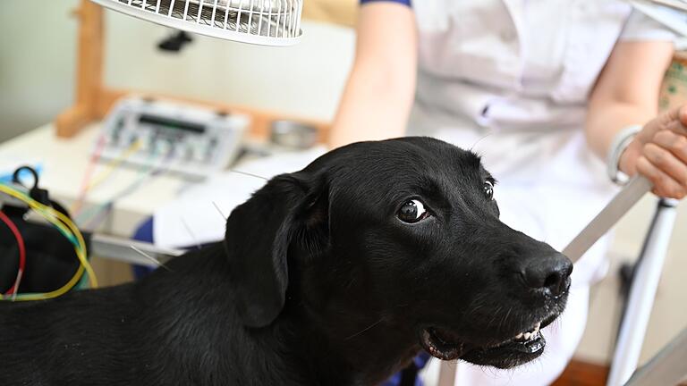 Haustier-Trend in China - Shilius Herrchen brachte die Hündin wegen Problemen mit den Hinterbeinen in das Beijing Guanshang Tierkrankenhaus. Haustier-Trend in China - Shilius Herrchen brachte die Hündin wegen Problemen mit den Hinterbeinen in das Beijing Guanshang Tierkrankenhaus.