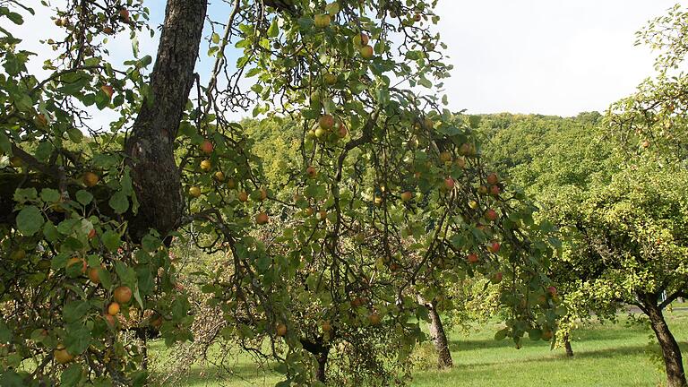 Die Mittel für 100 neue Streuobstbäume hat sich die Gemeinde Schönau über ein Förderprogramm gesichert. Jetzt werden Paten gesucht, die die Bäume unentgeltlich übernehmen, einpflanzen und sich künftig um sie kümmern.