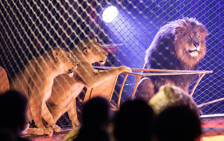 Dass der Zirkus auch Wildtiere zeigt, kritisierten im Vorfeld verschiedene Tierschützer.