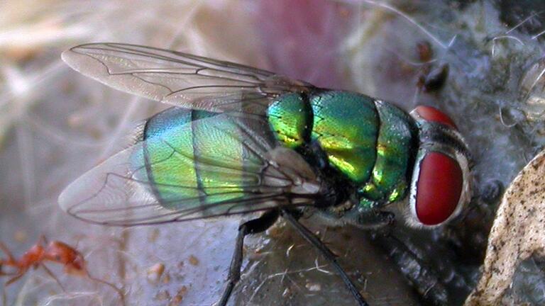 Schmeißfliege Chrysomya albiceps       -  Diese Schmeißfliege könnte die Verbrechensbekämpfung erschweren.