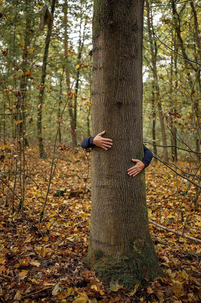 Sebastian Schaar: Energiespeicher 'Wald'.