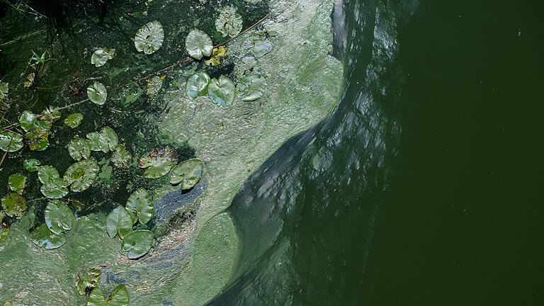 Blaualgen vermiesen Badespaß.jpeg       -  Wenn Blaualgen wie hier im Bild auf der Wasseroberfläche schwimmen, ist der Badespaß getrübt.