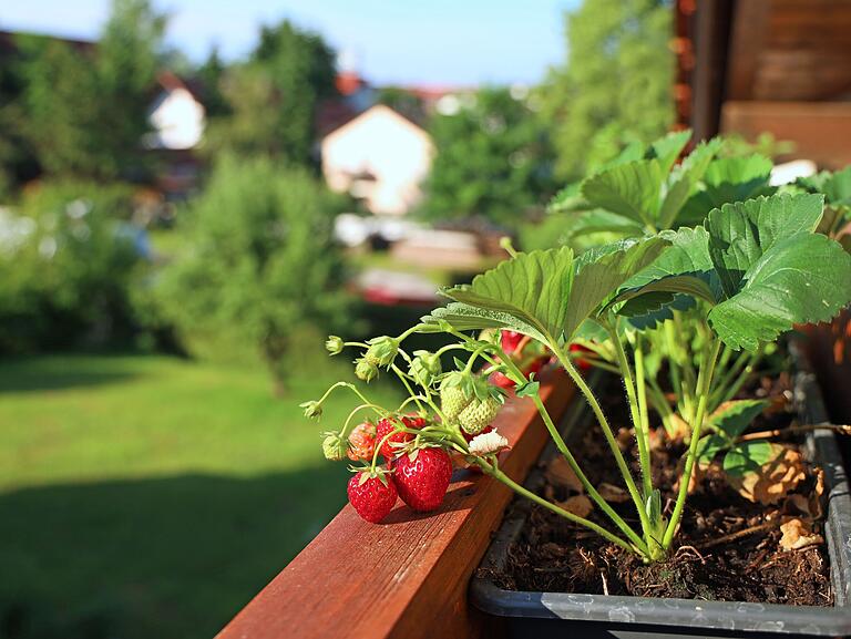 Auch auf dem Balkon können Erdbeeren gut gedeihen. Auch auf dem Balkon können Erdbeeren gut gedeihen. 