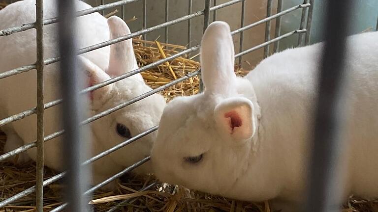 Kaninchen sind hoch soziale Tiere, die viele Stunden am Tag gemeinsam fressen, sich gegenseitig putzen und eng nebeneinander liegen. Kaninchen sind hoch soziale Tiere, die viele Stunden am Tag gemeinsam fressen, sich gegenseitig putzen und eng nebeneinander liegen.