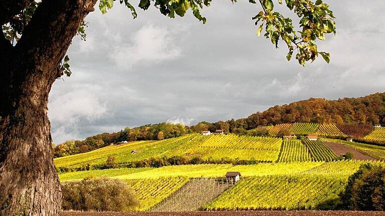 An der landschaftlichen Schönheit der Weinlagen am Steigerwald kann es nicht liegen, dass bisher noch keine Kandidatin aus der Region nördlicher Steigerwald fränkische Weinkönigin wurde. Im Bild der Falkenberg bei Donnersdorf mit seinen kleinparzelligen Wingerten.