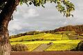 An der landschaftlichen Schönheit der Weinlagen am Steigerwald kann es nicht liegen, dass bisher noch keine Kandidatin aus der Region nördlicher Steigerwald fränkische Weinkönigin wurde. Im Bild der Falkenberg bei Donnersdorf mit seinen kleinparzelligen Wingerten.