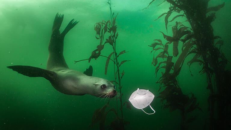 Corona-Folgen (1): Ein kalifornischer Seelöwe schwimmt am Breakwater-Tauchplatz in Monterey, USA,&nbsp;auf eine Atemschutzmaske zu.